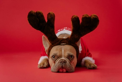 Scrooge RBA rate freeze as Aussies battle cost of living crunch at Christmas
