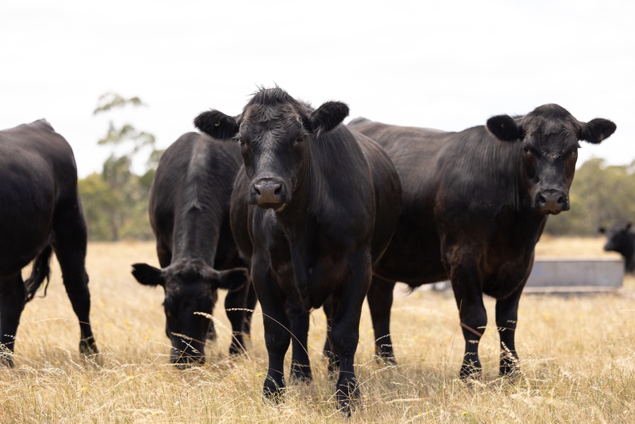 5035 Kaniva Edenhope Road, Ozenkadnook, VIC 3413 for Sale