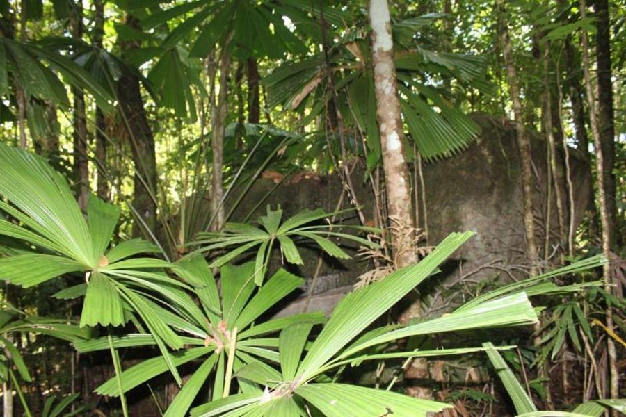 237 Stonewood Road Diwan, Daintree, QLD 4873 for Sale