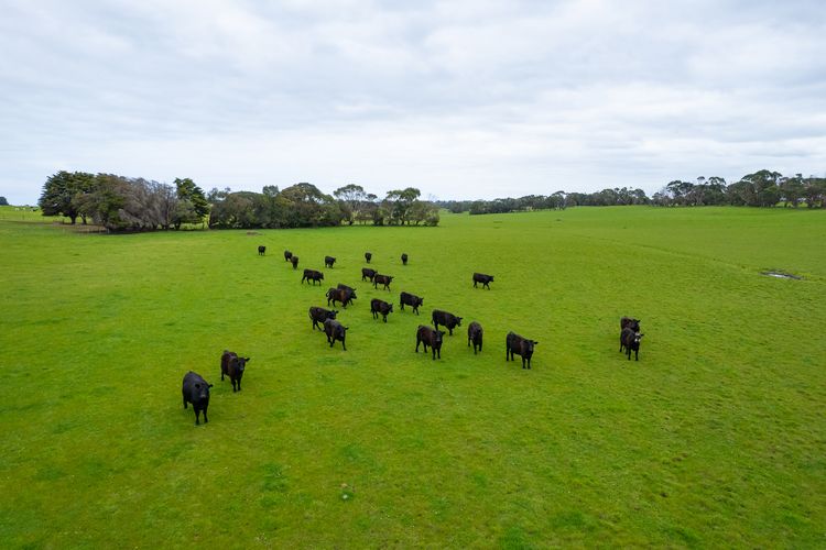 115 Begleys Road, Allansford, VIC 3277 for Sale
